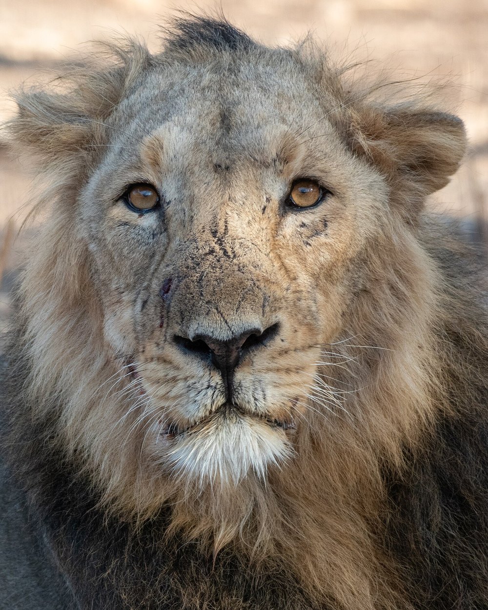 Asiatic lion safari at Gir National Park